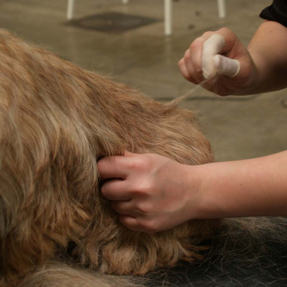 Show Tech - paluszki groomerskie, rozmiar duży, 100 szt.