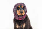 Show Tech Snood Galaxy L Spaniel Pink Ear Covers - stylowy komin ochronny na uszy dla Spanieli, chroni podczas spacerów, posiłków, pielęgnacji, różowy, L