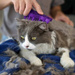 KONG® ZoomGroom™ for Cats - szczotka gumowa dla kota, do ściągania martwego włosa i masażu