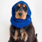 Show Tech Snood Royal Spaniel Blue Ear Covers - stylowy komin ochronny na uszy dla Spanieli, chroni podczas spacerów, posiłków, pielęgnacji, niebieski