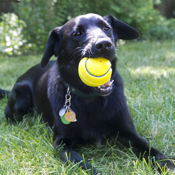 KONG® Squeezz Tennis Ball L - piłka, zabawka dla psa