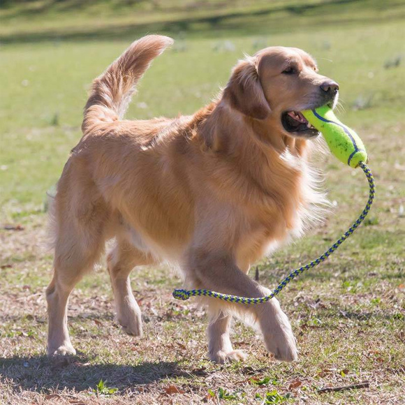 KONG® AirDog® Fetch Stick with Rope - zabawka ze sznurem dla psa