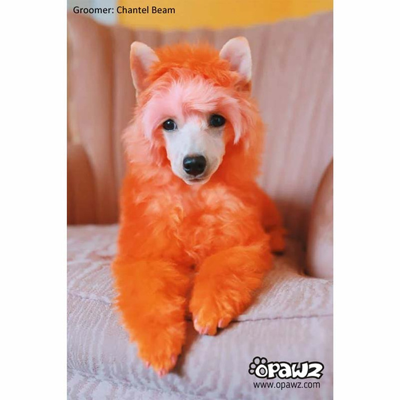 Opawz Semi-Permanent Pet Hair Dye Pumpkin Orange - półtrwała, pomarańczowa farba do sierści zwierząt, 150g