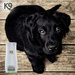 K9 Blackness Conditioner - odżywka do sierści czarnej i ciemnej 2.7l