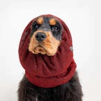 Show Tech Snood Royal Spaniel Red Ear Covers - stylowy komin ochronny na uszy dla Spanieli, chroni podczas spacerów, posiłków, pielęgnacji, czerwony