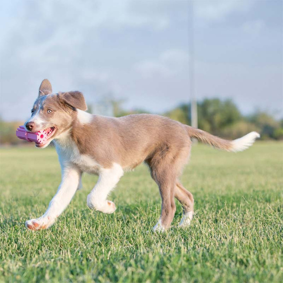 KONG® Puppy Teething Stick - zabawka, gryzak dla szczeniąt i młodych psów