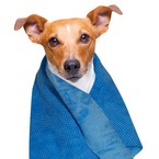 Chadog Cooling Towel - ręcznik chłodzący, dla psów i kotów, 66 cm x 43 cm