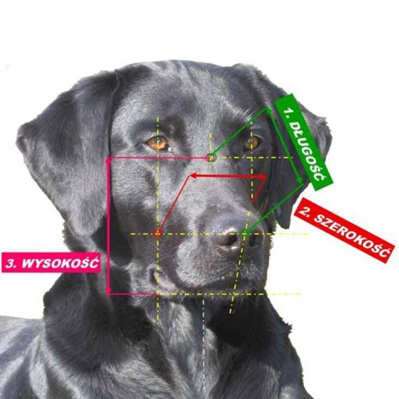 CHOPO - profesjonalny kaganiec fizjologiczny dla psa, Nowofundland, Bernardyn (suka)