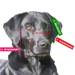 CHOPO - profesjonalny kaganiec fizjologiczny dla psa, Sznaucer średni (suka)