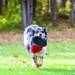 KONG® Extreme Flyer - zabawka dla psa, frisbee wykonane ze wzmocnionego kauczuku